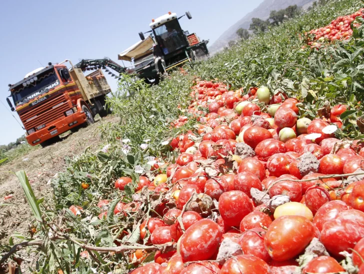 Pistachos, tomates y olivos zafan de la sequía gracias al riego tecnificado