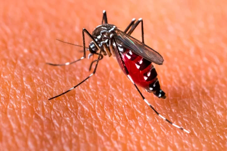 Argentina alcanzó el pico histórico de casos de dengue: ya son 71.717
