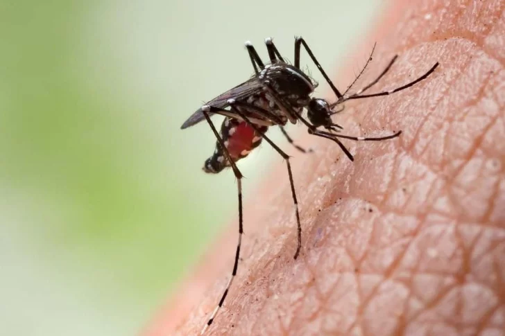 Dengue: por cuarta semana consecutiva se registra un descenso de casos en el país