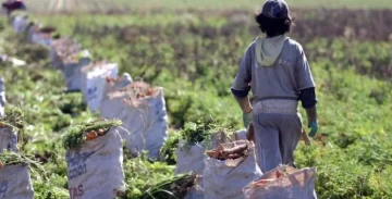 El trabajo infantil afecta a 1,3 millones de niños en Argentina