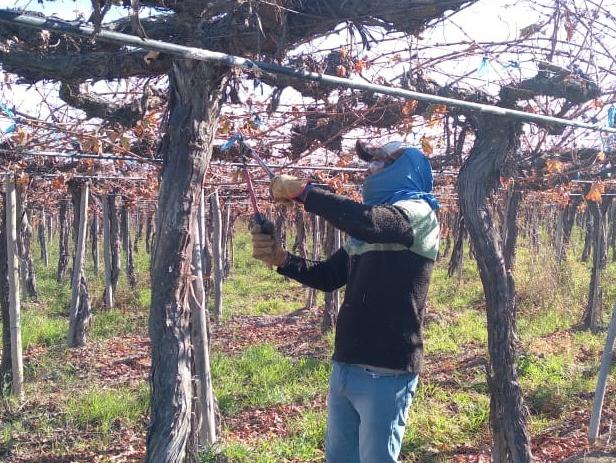 La poda de viñedos viene con suba de los costos y falta de mano de obra