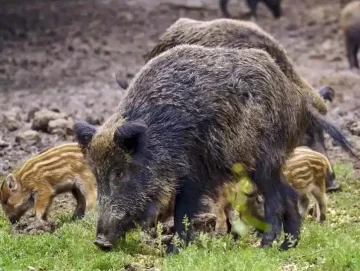 Alerta por jabalíes, cangrejos y unas 700 especies invasoras