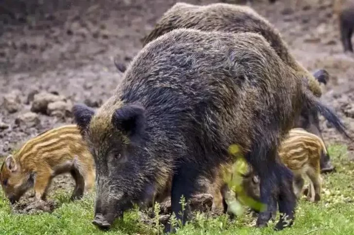 Alerta por jabalíes, cangrejos y unas 700 especies invasoras