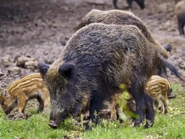 Alerta por jabalíes, cangrejos y unas 700 especies invasoras