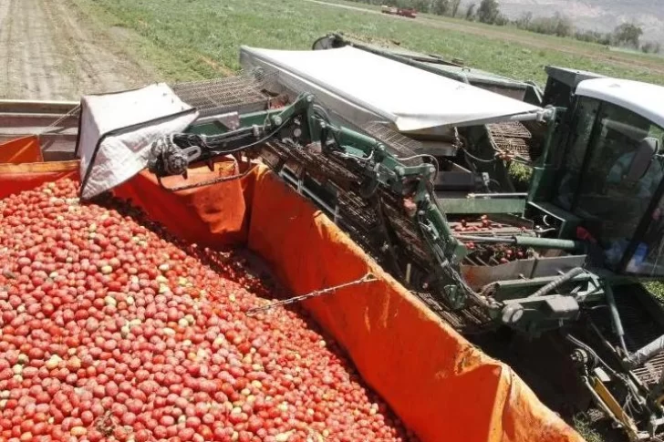 Tras caída, calculan que crecerá un 10% la cosecha de tomate industrial