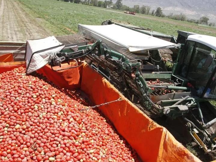 Tras caída, calculan que crecerá un 10% la cosecha de tomate industrial