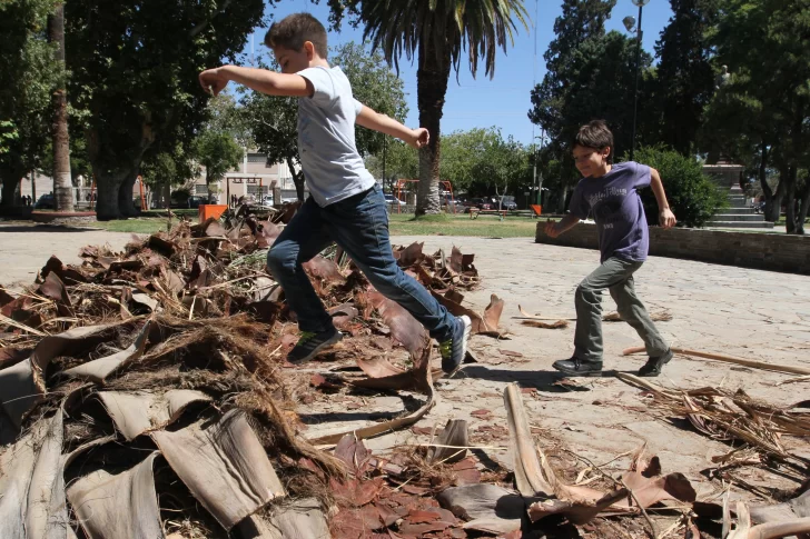 Los vecinos temen que otras palmeras de la plaza se caigan