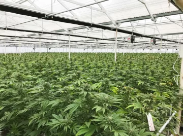 Avanzan con la compra de un terreno para el cultivo de cannabis medicinal