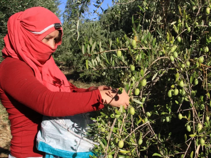 Los trabajadores rurales temporales registrados mantendrán la Tarjeta Alimentar