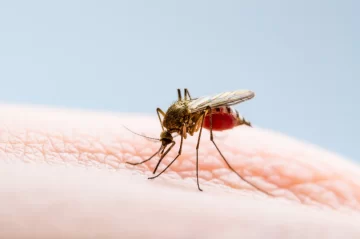 Avanza la primera vacuna contra la fiebre chikungunya