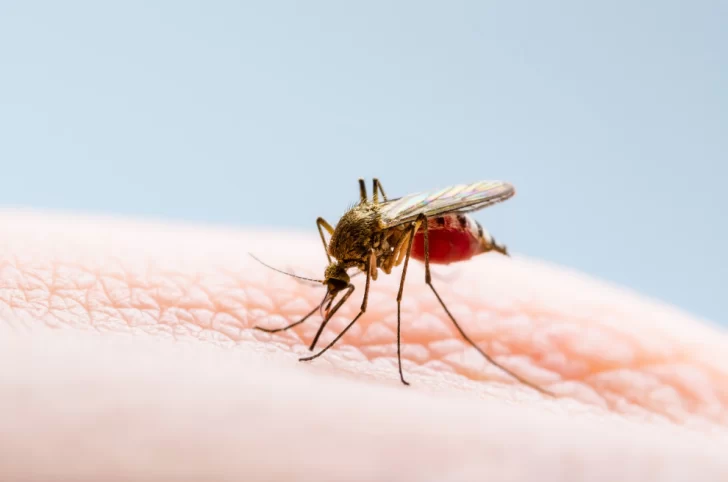 Avanza la primera vacuna contra la fiebre chikungunya