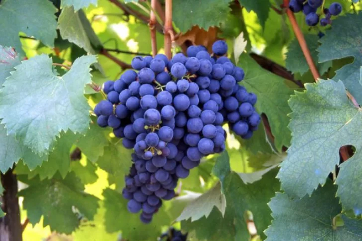 La Bonarda se consolida y ya es la segunda variedad de uva tinta