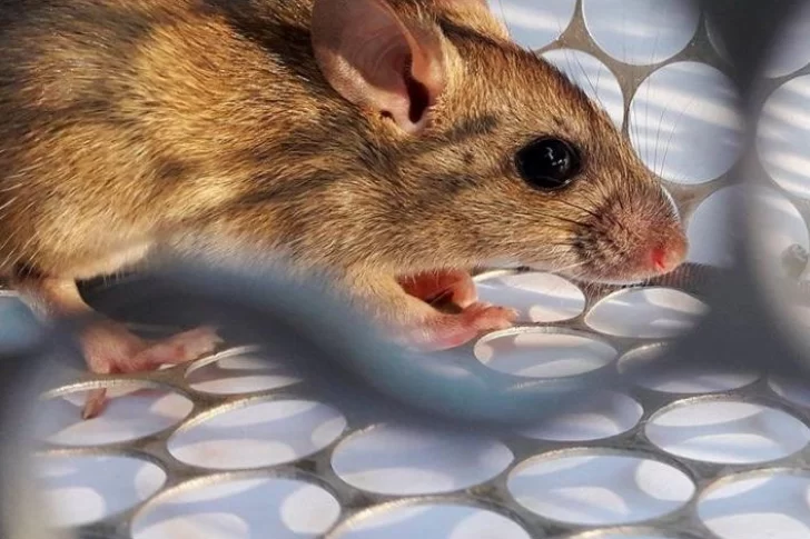 Confirman un caso de hantavirus en un hombre de Neuquén