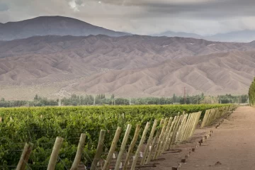 El sueño del viñedo y el vino propio es posible