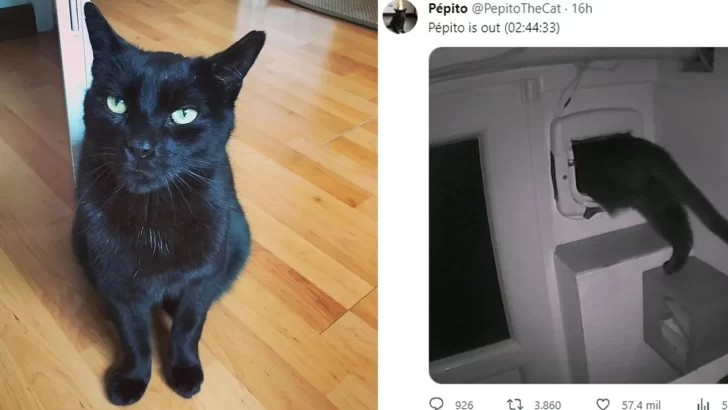 Quién es Pepito, el gato que es viral en Twitter