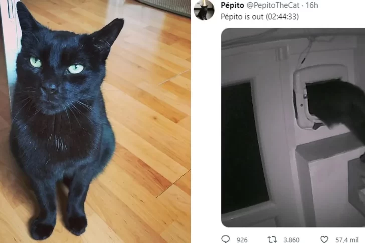 Quién es Pepito, el gato que es viral en Twitter