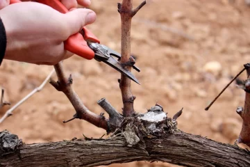 Tiempo de Poda: guía y consejos de cómo se realiza la poda en invierno para que las plantas tomen fuerza para crecer