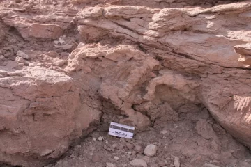 Descubrieron huellas de dinosaurios con marcas de piel y garras de 95 millones de años