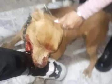 Piden rezar por la víctima del pitbull