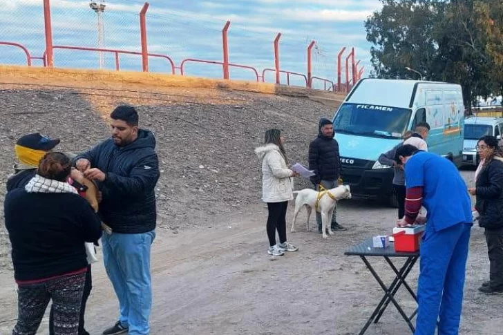 Perros: más denuncias de peligro, pero menos conciencia de tenencia