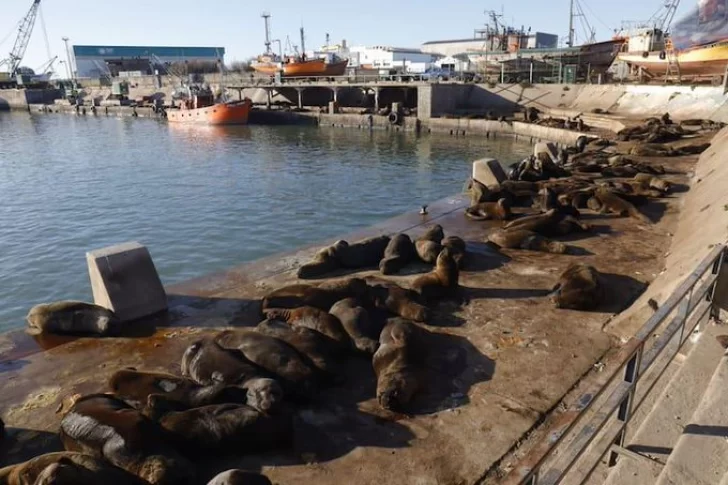 Al menos 25 lobos marinos muertos por gripe aviar en Mar del Plata