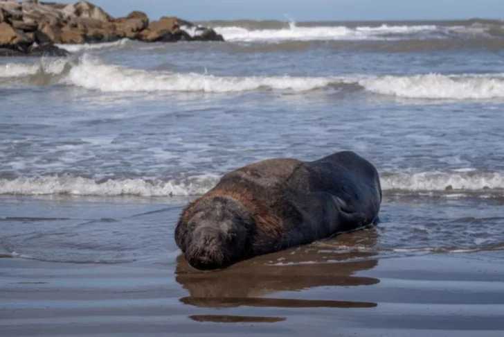 Senasa confirmó nuevos brotes de gripe aviar en lobos marinos en Buenos Aires y Río Negro