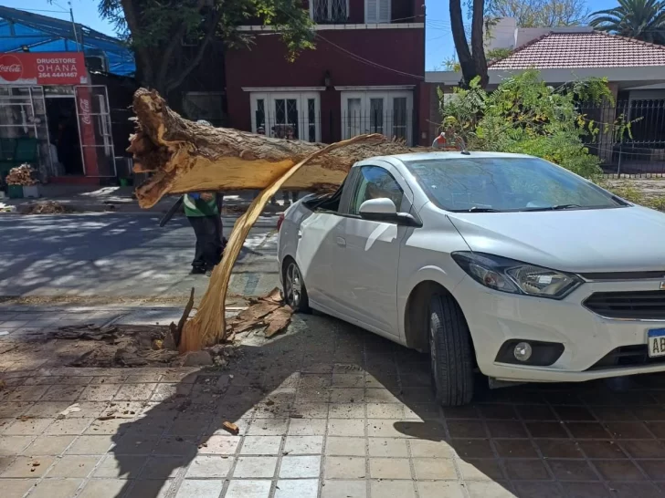 Capital: un árbol seco destrozó un auto y su dueña tuvo una crisis nerviosa