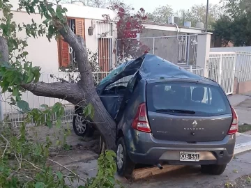 Automovilista se estrelló con un árbol y murió