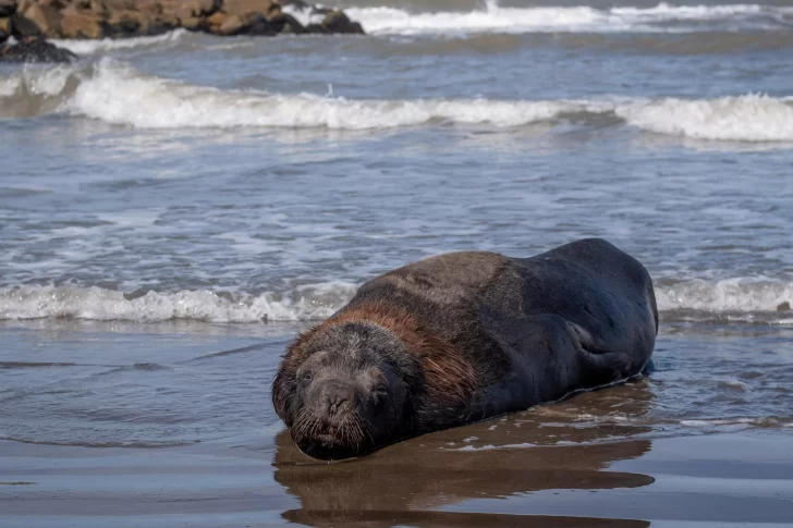 Gripe aviar: crece el alerta por los casos de los lobos marinos