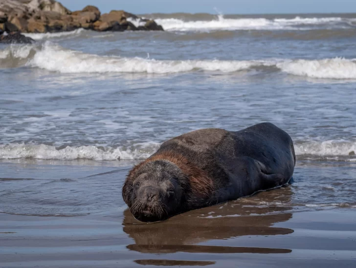 Gripe aviar: crece el alerta por los casos de los lobos marinos