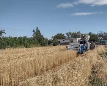 Logran mejor rendimiento que en la Pampa húmeda en cultivos de trigo