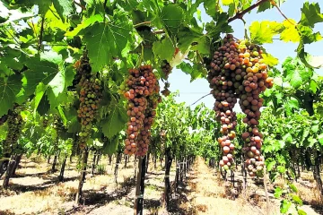 Hay uvas quemadas por intenso calor del jueves, el más fuerte de la última década