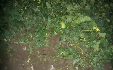 Daños en melones, en la primera granizada