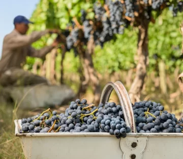 Por la merma, el Gobierno y productores estiman que mejorará el precio de la uva