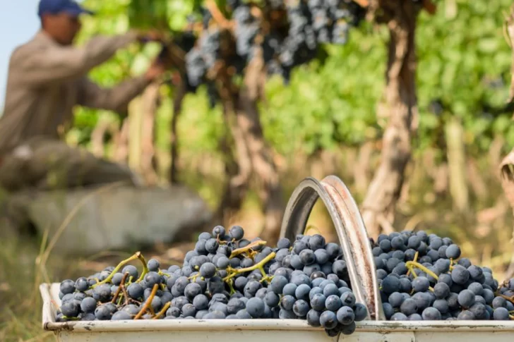 Por la merma, el Gobierno y productores estiman que mejorará el precio de la uva