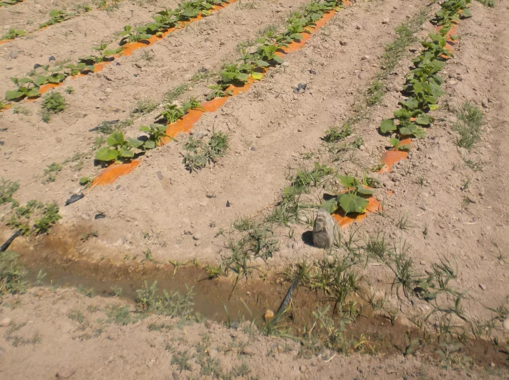 Viñateros y chacareros rechazan una “obligación” al riego por goteo