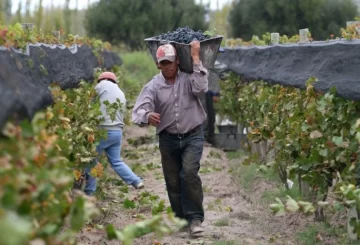 Por la gran brecha en precios de la uva, viñateros aconsejan no vender