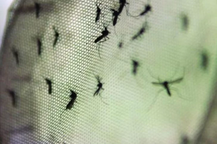 Hay un nuevo caso de dengue y la provincia suma 97 en total