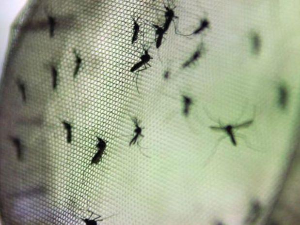 San Juan: confirman que ya son 76 los casos de dengue y hay otros 13 en estudio