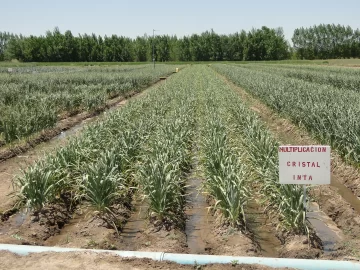 Fertilización y manejo técnico en cultivos de ajos cuyanos