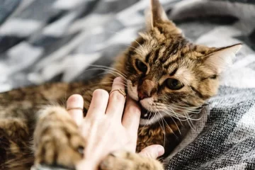 Tenía 80 años y falleció luego de ser lamida por su gato