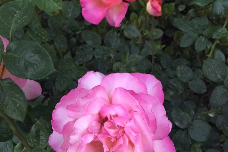 ¡Madre, mi Rosa!: Octubre mes de la rosa