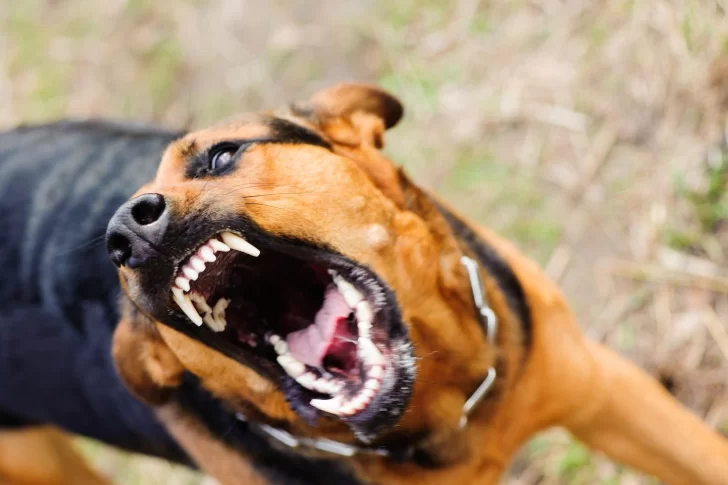 Perro atacó a un niño de 11 años y le provocó una profunda herida en la pierna derecha