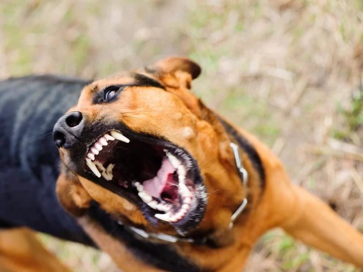 Perro atacó a un niño de 11 años y le provocó una profunda herida en la pierna derecha