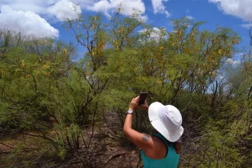 Un árbol indispensable