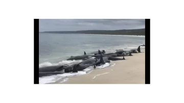 Aparecieron 150 ballenas varadas en la costa de Australia