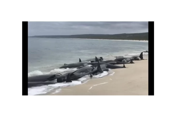 Aparecieron 150 ballenas varadas en la costa de Australia