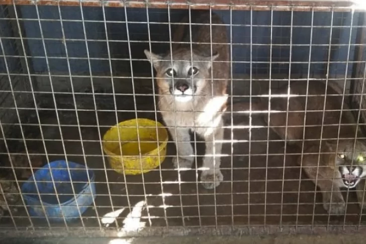 Encontraron pumas y jabalíes en cautiverio en una finca de Pocito