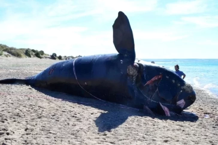 Ya son 15 las ballenas muertas en Península de Valdés y continúa la investigación