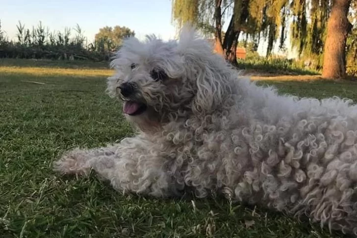 Se le perdió una caniche de 10 años y ahora ofrece su celular como recompensa